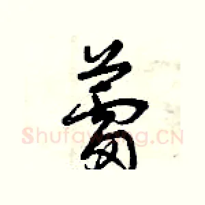 蕾