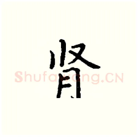 肾硬笔楷书写法,摘自丁谦硬笔书法字帖