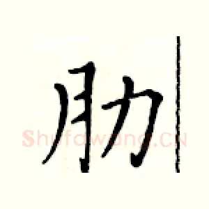 肋