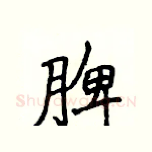 脾