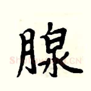 腺