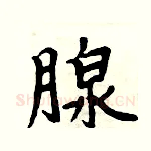腺
