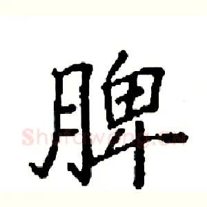 脾