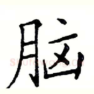 脑