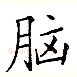 脑