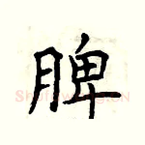 脾