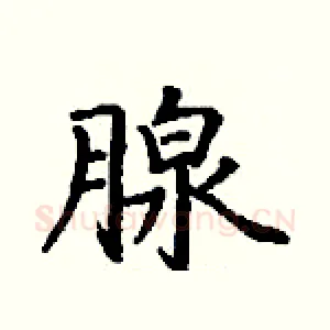 腺