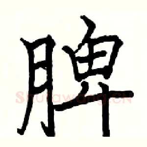 脾