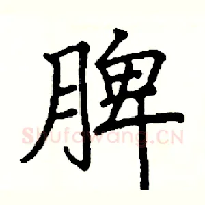 脾