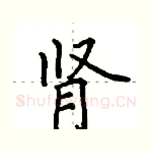 肾