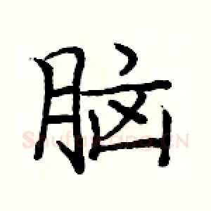 脑