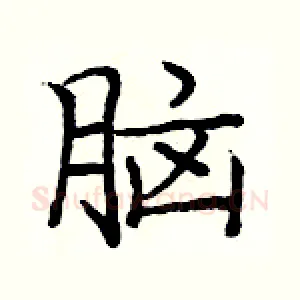 脑