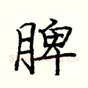 脾