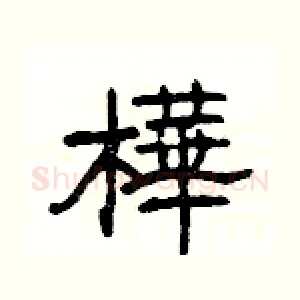 樺