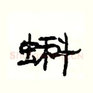 蝌