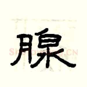 腺