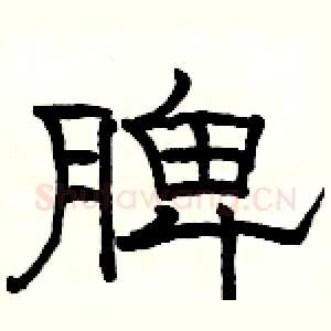 脾