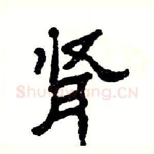 肾