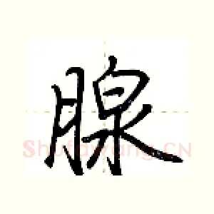 腺