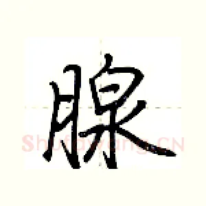 腺