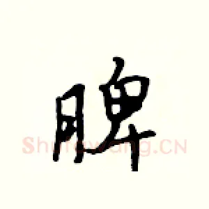脾