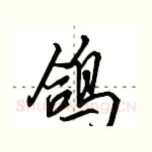 鸽