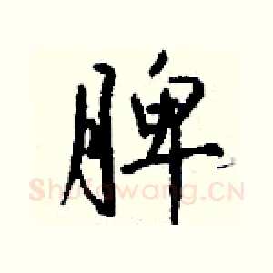脾