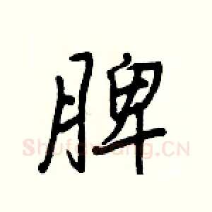 脾
