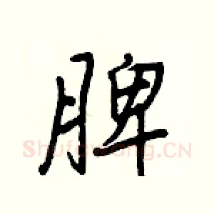 脾