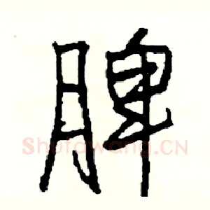脾