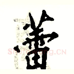 蕾