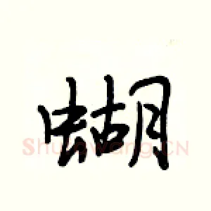 蝴
