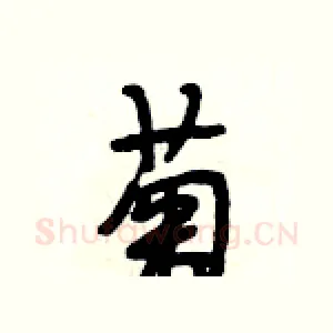 菊