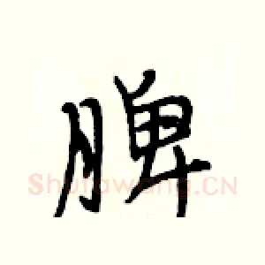 脾