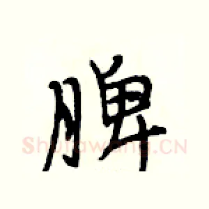脾