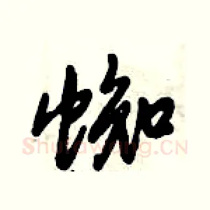 蜘
