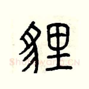 貍