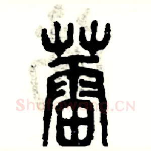 蕾