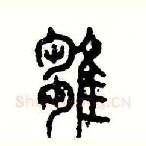 雏