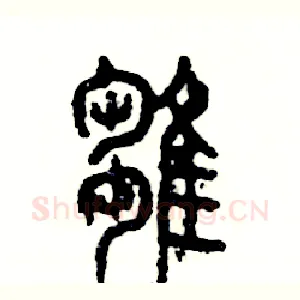 雏
