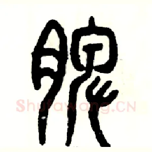 脾
