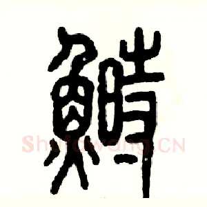 鲥
