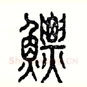 鳔