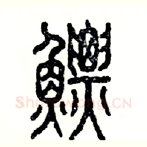 鳔